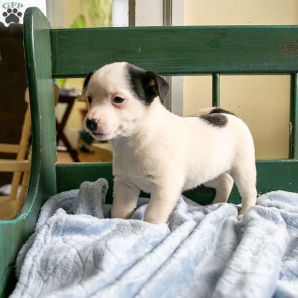 Ranae, Jack-A-Ranian Puppy